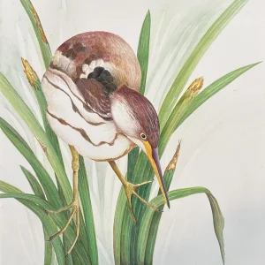 Bittern