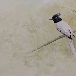 Paradise Flycatcher
