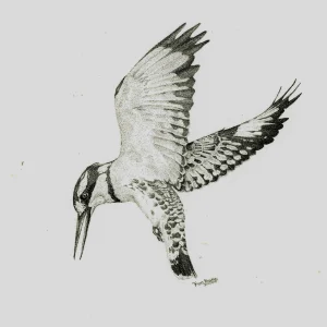 Hovering Pied Kingfisher