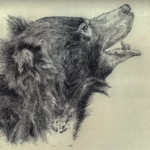 Sloth Bear
