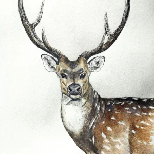 Wild Deer