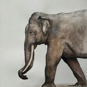 Wild Elephant