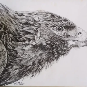 Golden Eagle