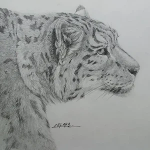 Snow leopard