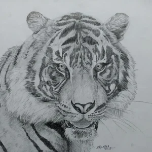 Bengal Tiger