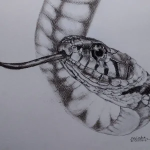 Rat Snake