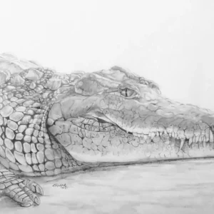 Crocodile